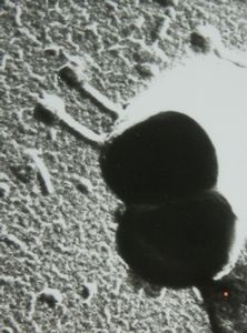 staphylococcal bacteriophage staphylococcal bacteriophage